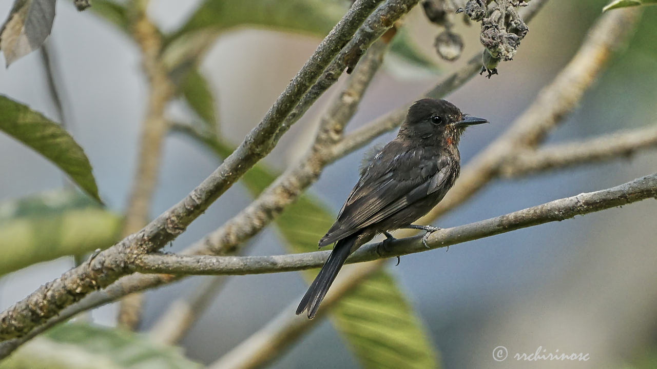 Sooty morph vermilion flycatcher